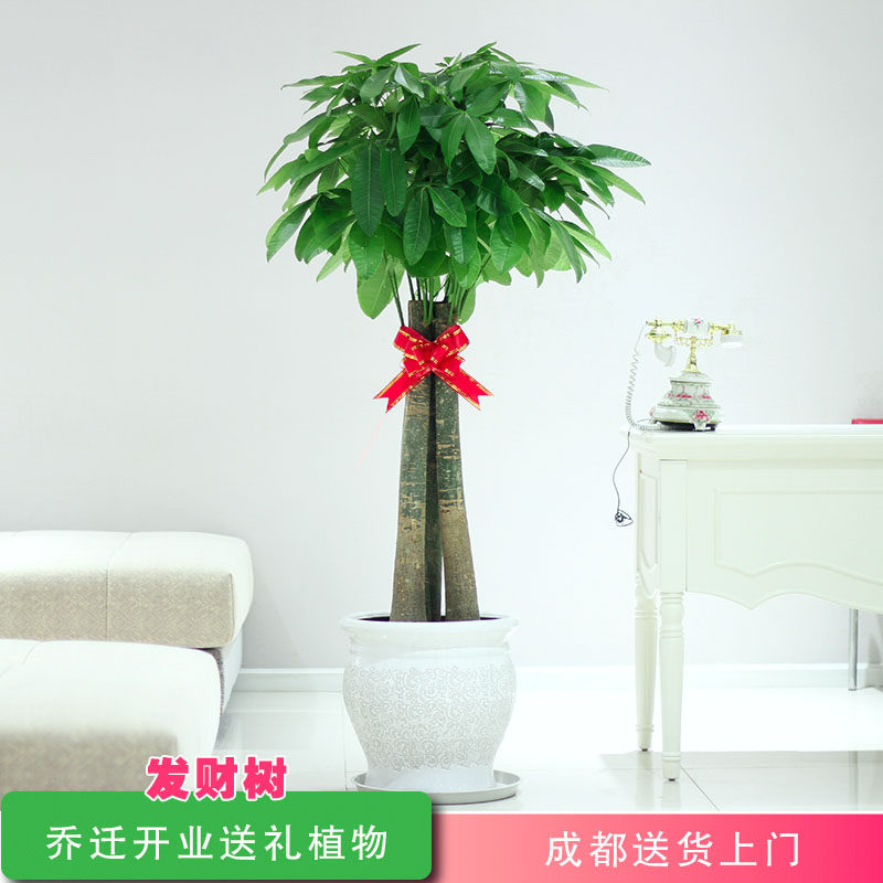 成都办公室内开业送礼花卉发财树盆栽大型客厅易养活绿植净化空气