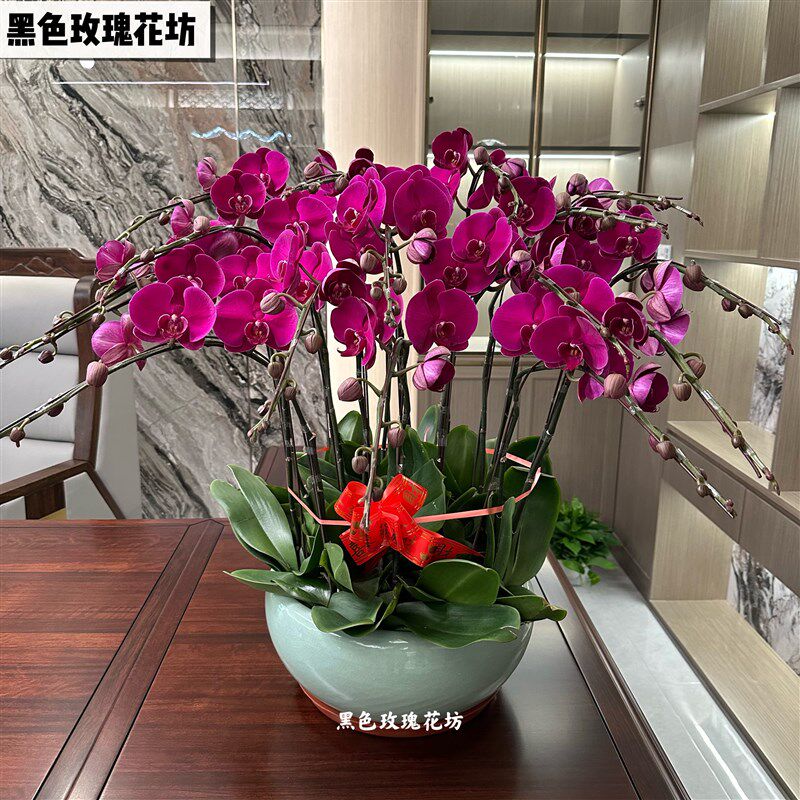 深圳蝴蝶兰盆栽开业乔迁送礼前台客厅室内花卉植物带花苞