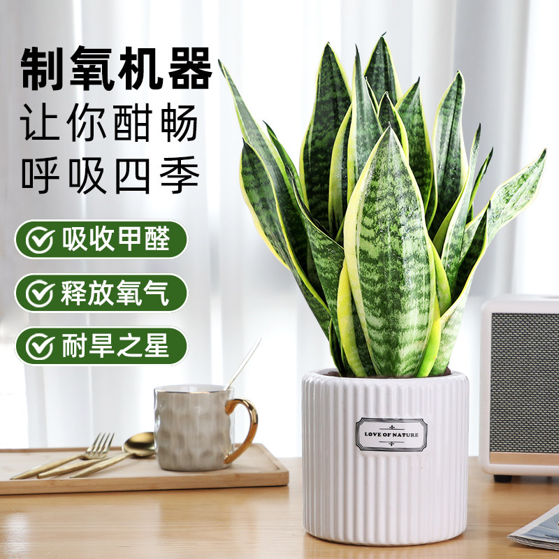 金边虎皮兰绿植室内盆栽客厅高级水培植物除气味新房大盆专用花卉