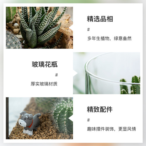 仙人掌创意肉肉组合花卉盆栽仙人球绿植办公室内桌面植物好养易活