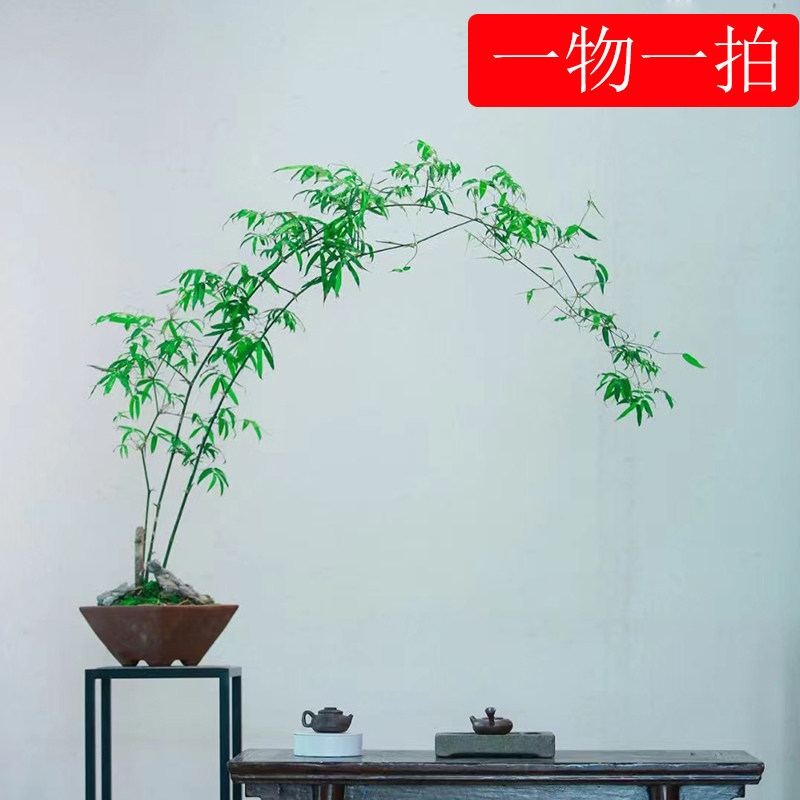 【一物一拍】小叶簕竹植物室内外熟树桩绿植庭院花园盆景茶馆盆栽