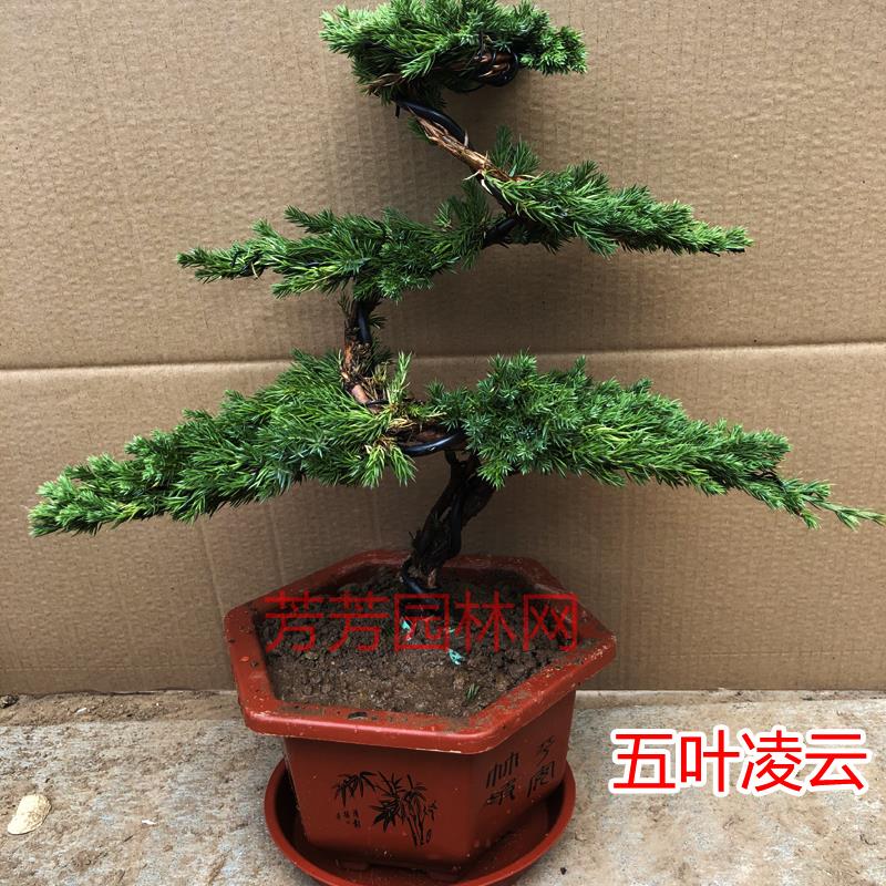 迎客松造型地柏松树盆景盆栽阳台办公桌庭院景观塔松绿植四季常青