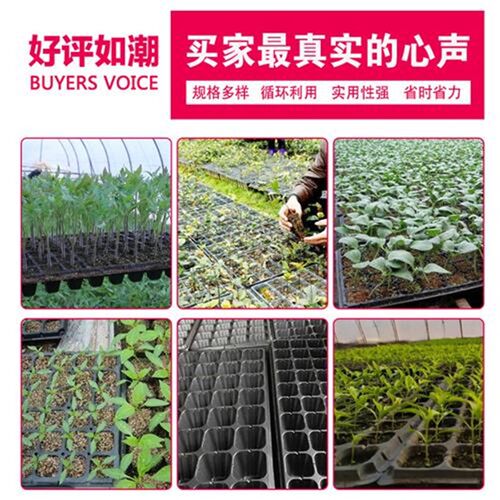 育苗盘穴盘多肉蔬菜草莓芽菜盘平盘加厚苗木播种育苗盆菜苗育苗盆