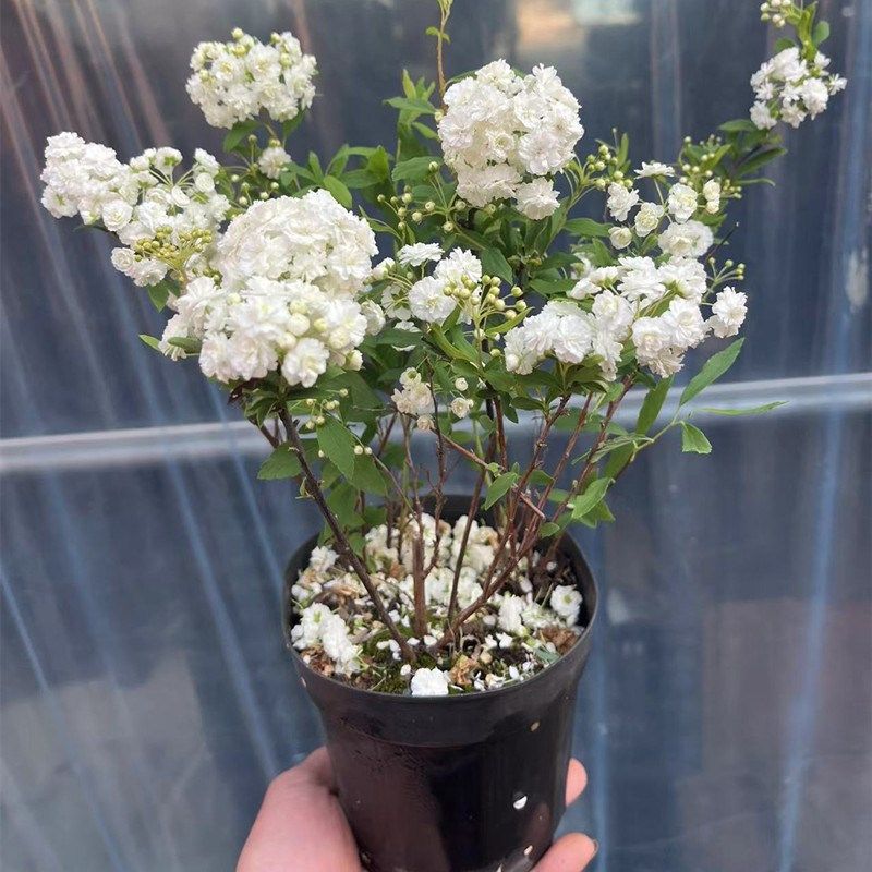 重瓣绣线菊八重小手球花卉绿植盆栽庭院耐寒菱叶绣线菊鲜切花耐热图片