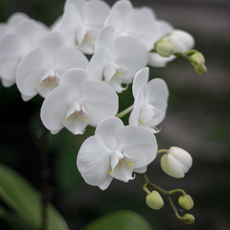 土生土长 白色蝴蝶兰室内桌面开花植物带花苞花卉兰花盆栽