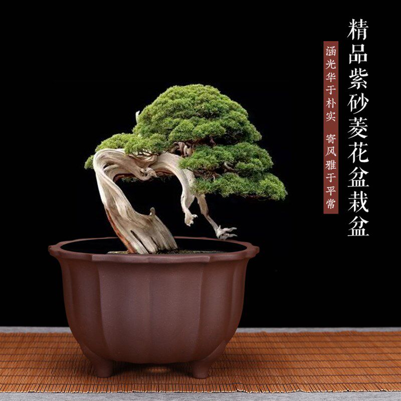 精品紫砂兰花盆精品陶瓷法师蝴蝶兰君子兰蕙兰专用盆景盆桌面包邮