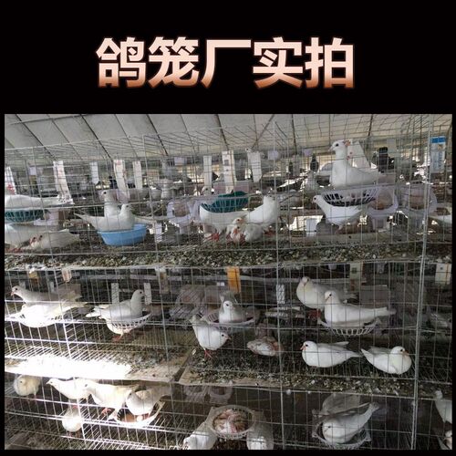 包邮鸽子笼12位养殖专用家用信鸽肉鸽配对笼繁殖笼养殖笼鸽笼笼子