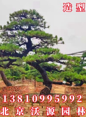 造型黑松油松盆景无针松造形树庭院绿化施工景观树苗园林工程苗木