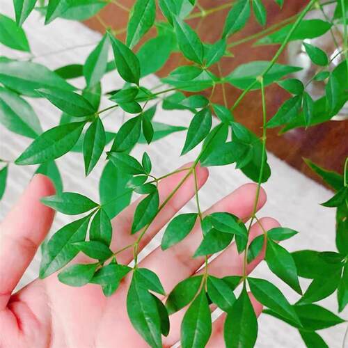 南天竹水培绿植火焰红水养盆栽室内花卉鲜切枝吊钟马醉木平替植物