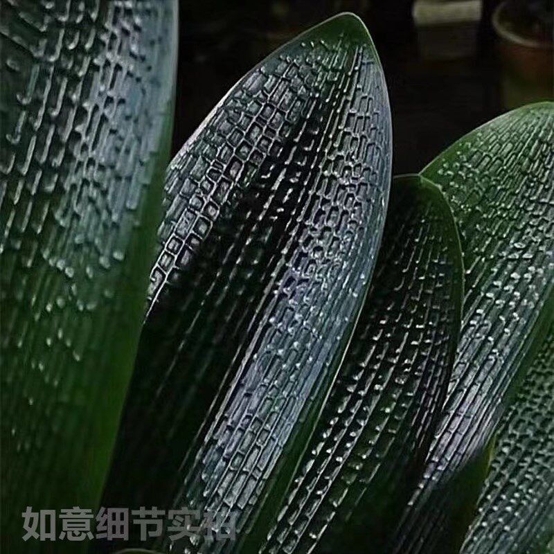 长春精品君子兰花卉新款金刚立王短叶油匠麻脸深坑纹立板盆栽小苗