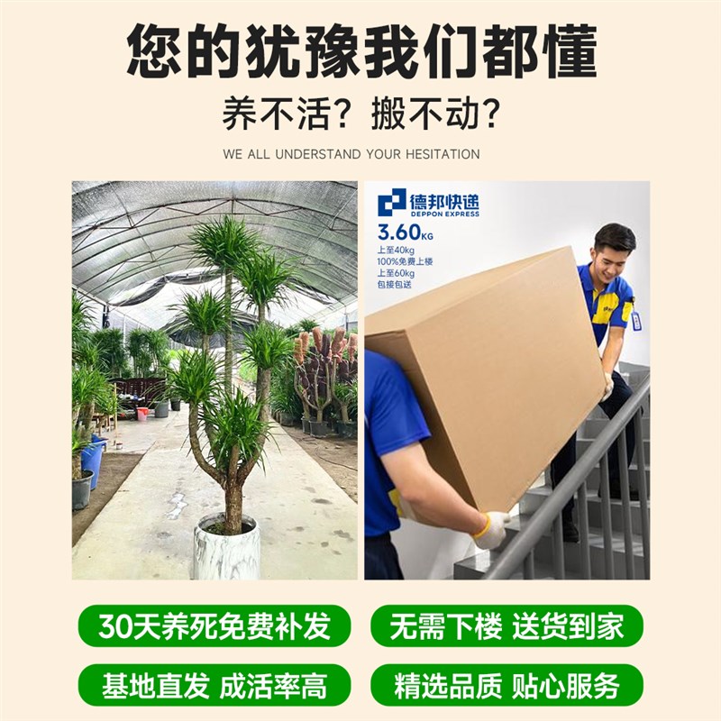 龙血树客厅绿植多头龙须树龙铁树客厅绿植室内大型龙血树植物盆栽