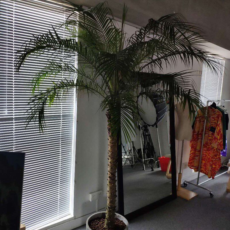 针葵盆栽 棕榈科植物椰子树 北欧风热带风格室内阳台户外庭院绿植