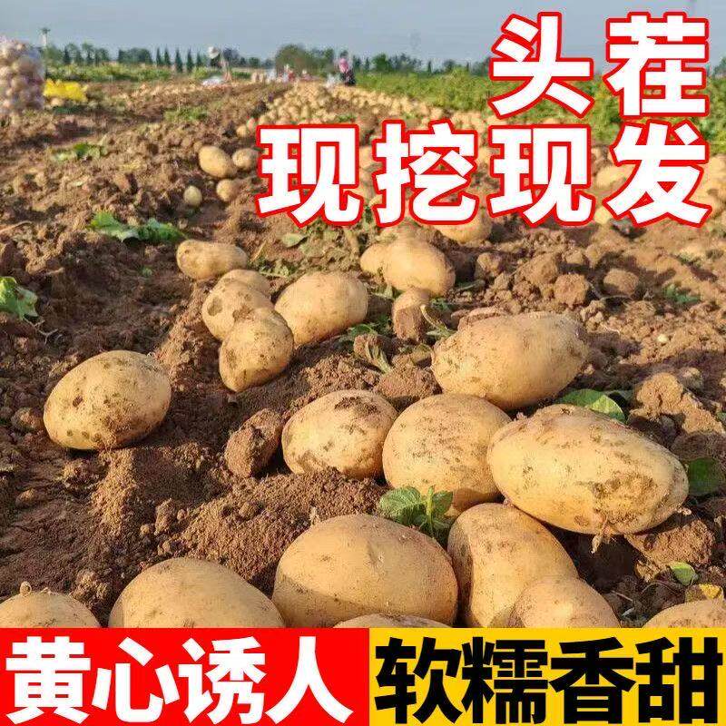 甘肃定西新挖黄心土豆沙面洋芋