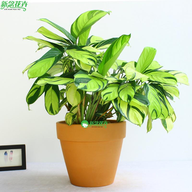 金梦竹芋室内客厅阳台绿植观叶趣味净化空气植物北欧风盆栽
