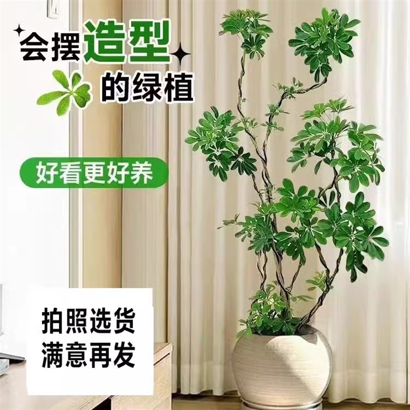 造型鸭脚木客厅办公室落地招财树四季常青鸭掌木室内外好养绿植