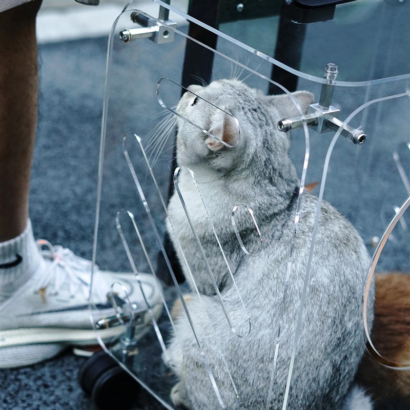 猫包宠物拉杆箱外出便携猫咪出行包狗大容量小型犬猫咪透明行李箱