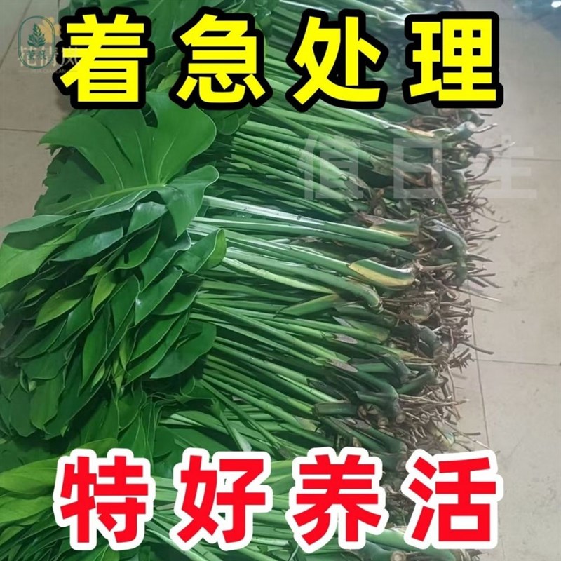 龟背竹水培植物带根室内办公室好养活热带水养竹盆栽客厅旺宅绿植图片