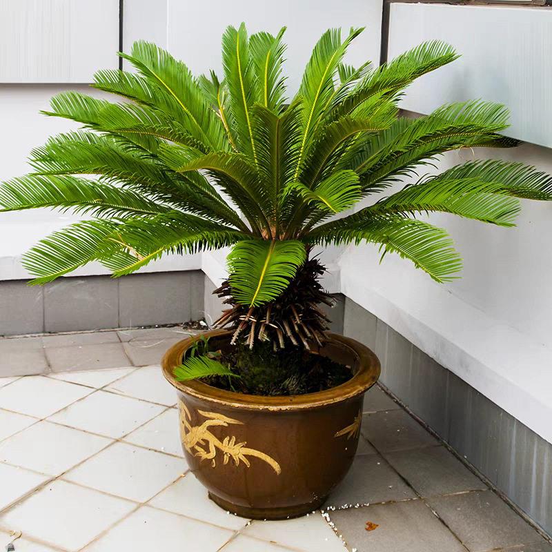 铁树盆栽大型室内室外常青绿植苏铁植物耐寒耐热阳台庭院树苗