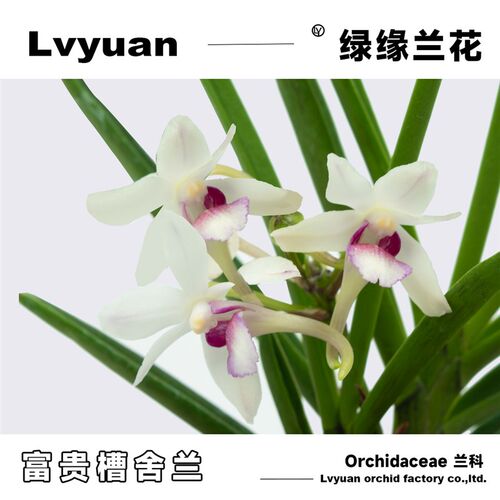 万峰绿缘[富贵槽舌兰]有香味透气控根盆种植网杯