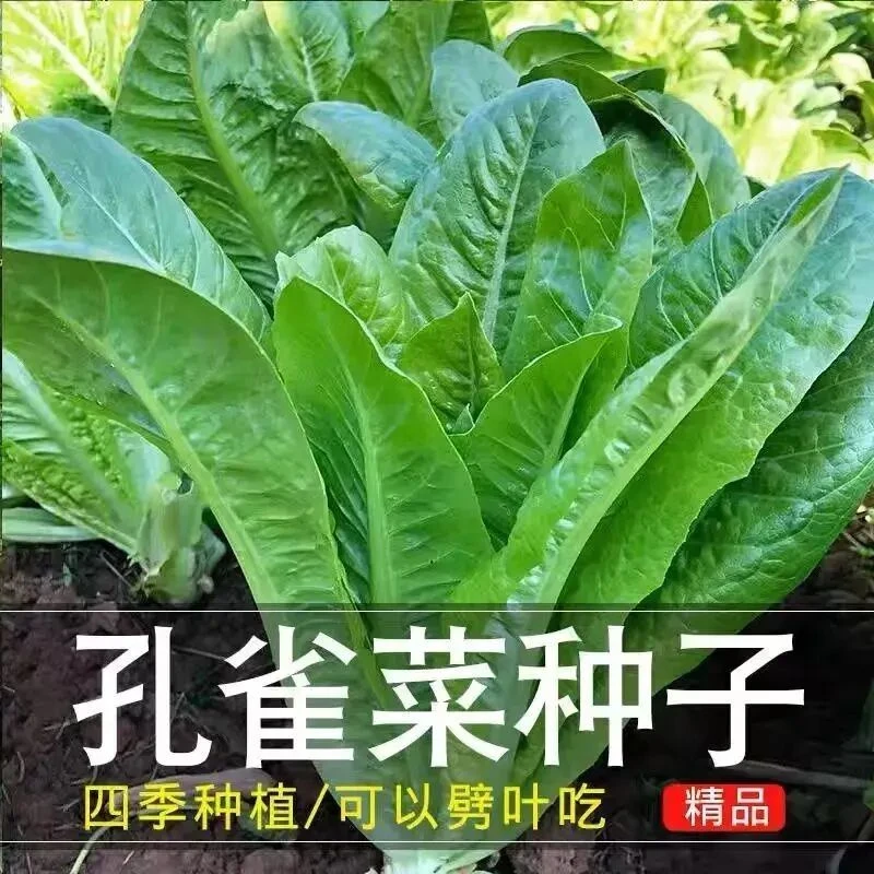 【下单立减50】孔雀菜种子直立油麦菜生菜沙拉菜种籽生吃脆甜_gj