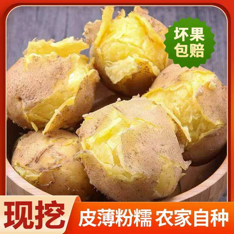 26年正宗甘肃定西沙面新鲜土豆