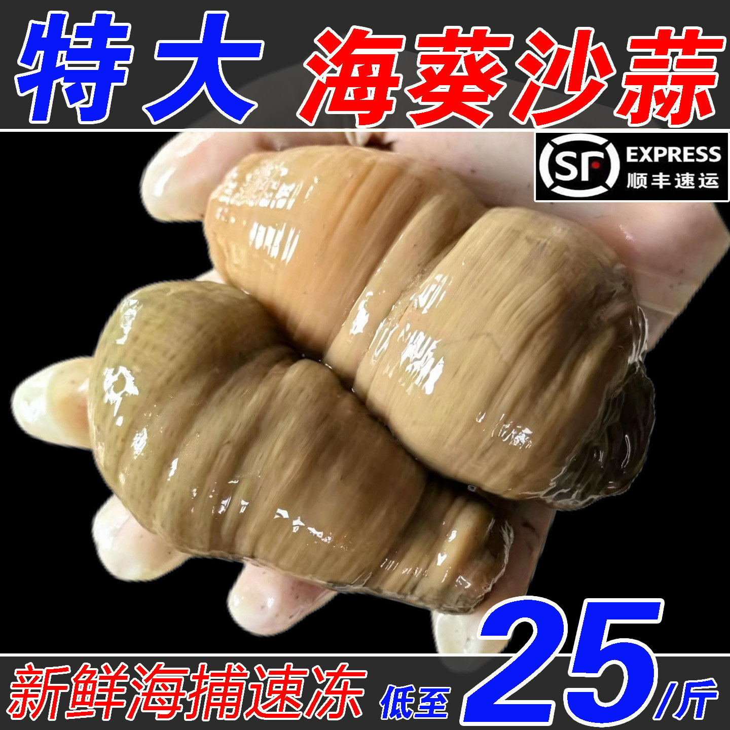 连云港野生海捕特大号沙蒜海葵图片