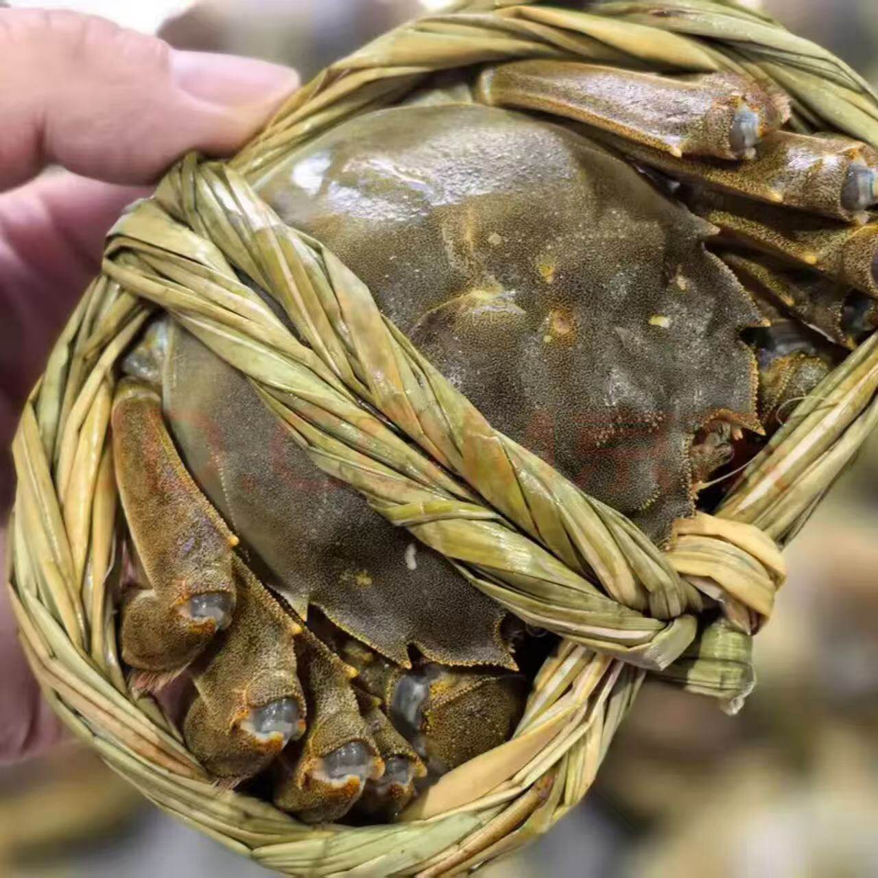 洪泽湖鲜活六月黄大闸蟹蟹黄满满
