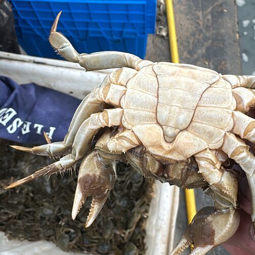 鲜活大闸蟹活蟹六月黄壳薄肉满味美江苏洪泽湖蟹农顺丰直发