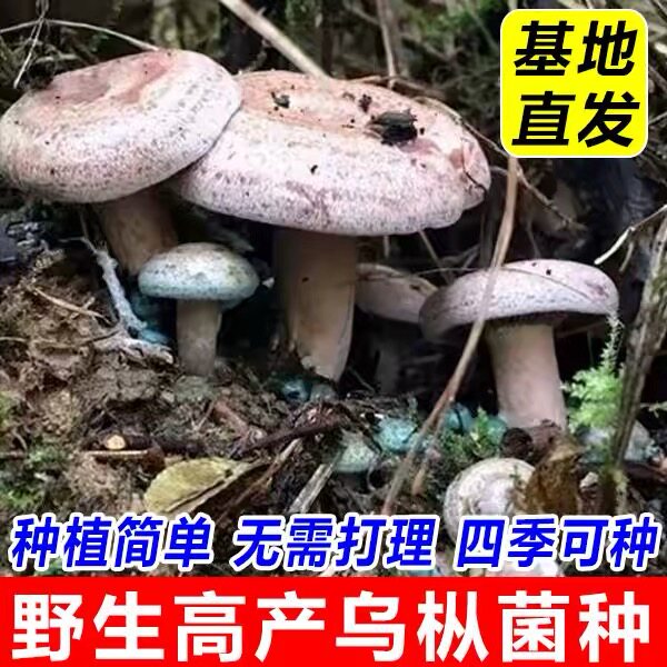 野生枞树菌种优质新鲜松树枞菌乌枞居家黄枞枞树黄碟种植松菌家种