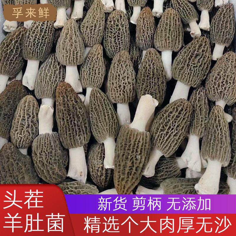 羊肚菌正品干 干货特产级新鲜菌菇汤料包煲汤食材蘑菇旗舰店礼盒5