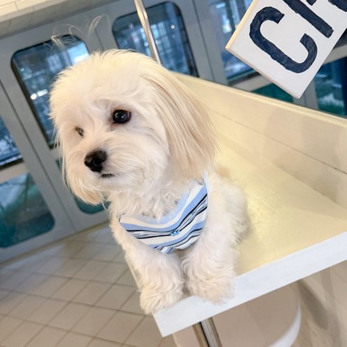 PetiteTale狗狗夏季条纹背心薄款小型犬马尔济斯雪纳瑞宠物衣服