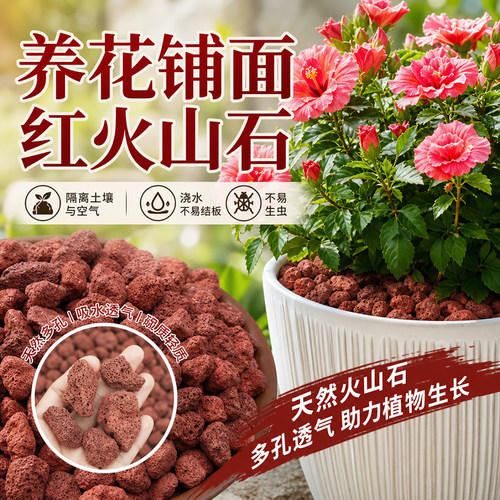 养花多肉兰花铺面火山石颗粒