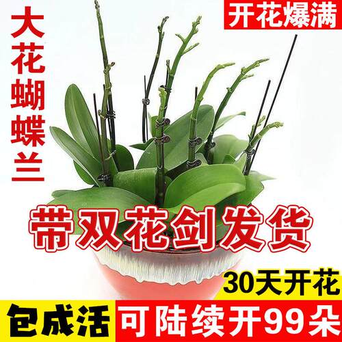 蝴蝶兰开花室内四季(清仓