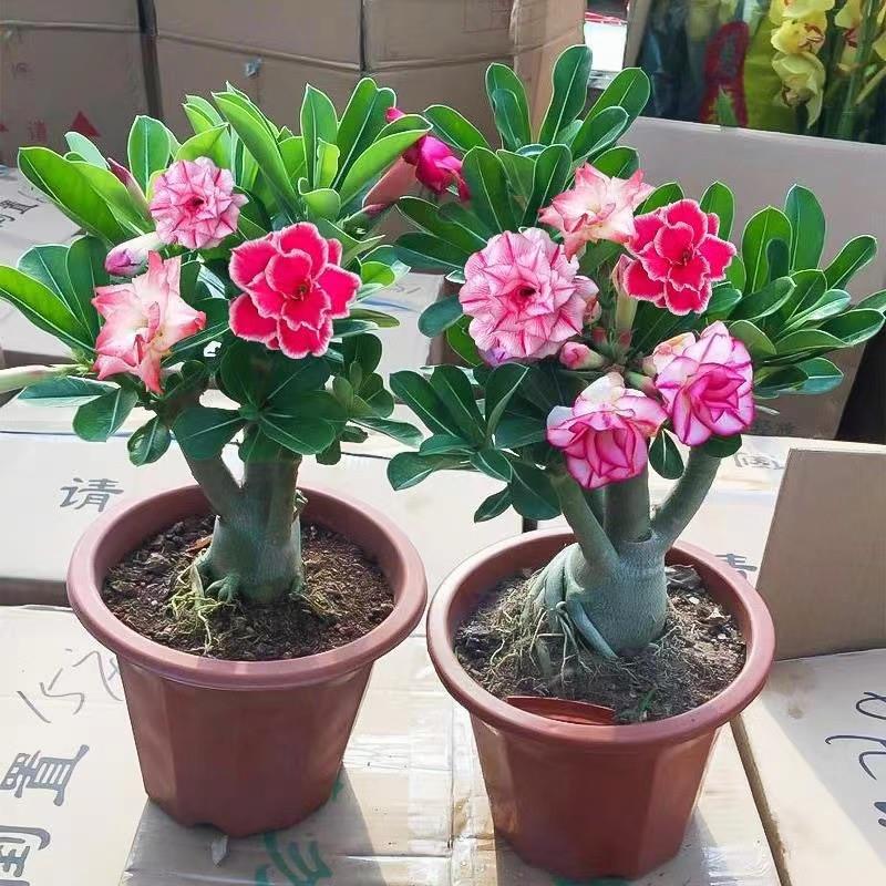 多色沙漠玫瑰盆栽花四季