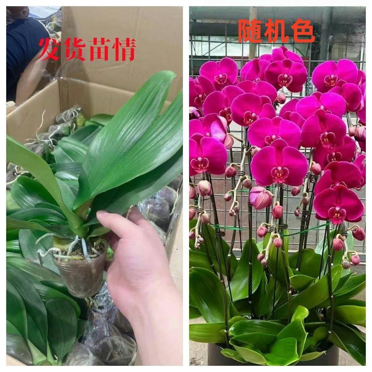 基地处理蝴蝶兰开裂瑕疵