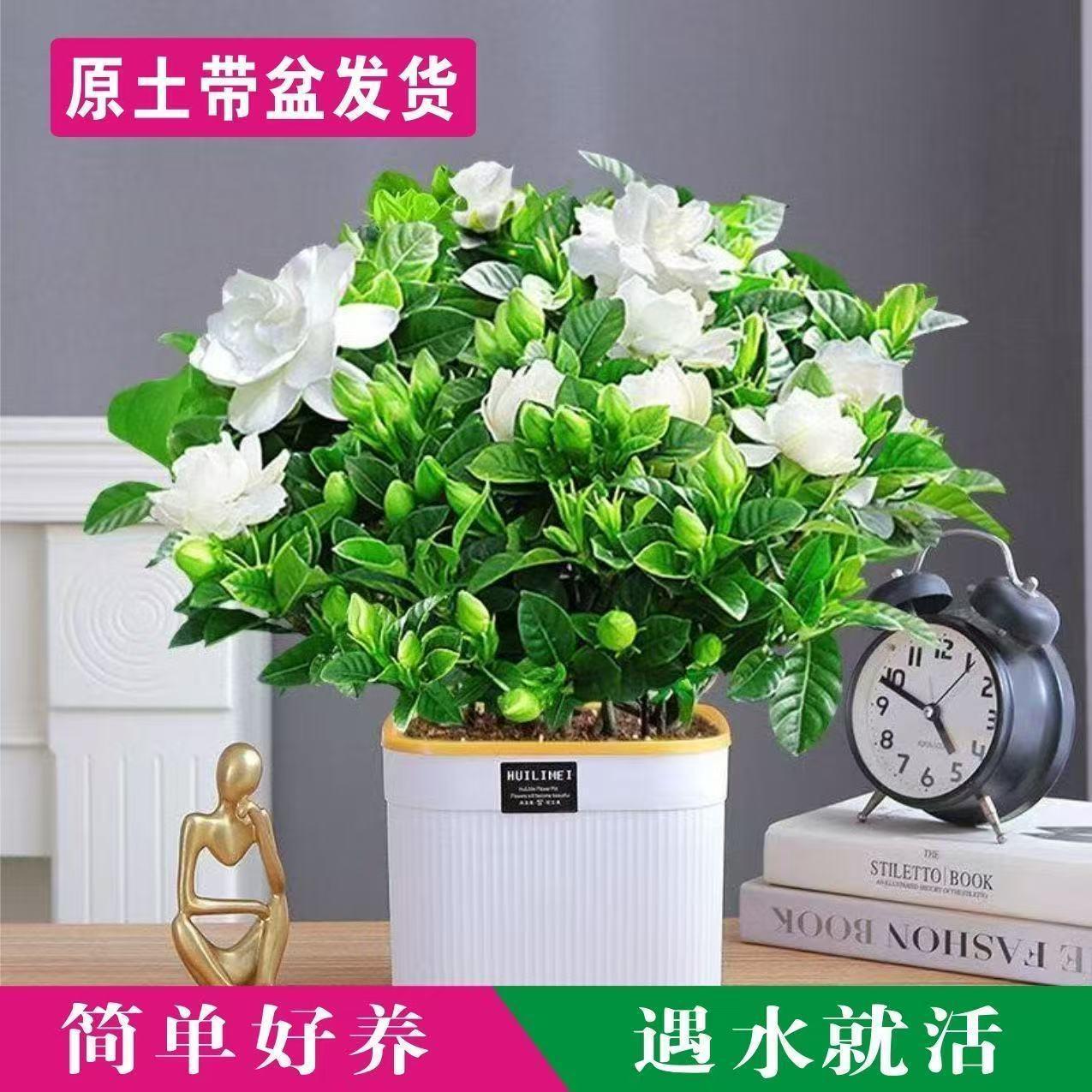 栀子花苗盆栽花卉植物室