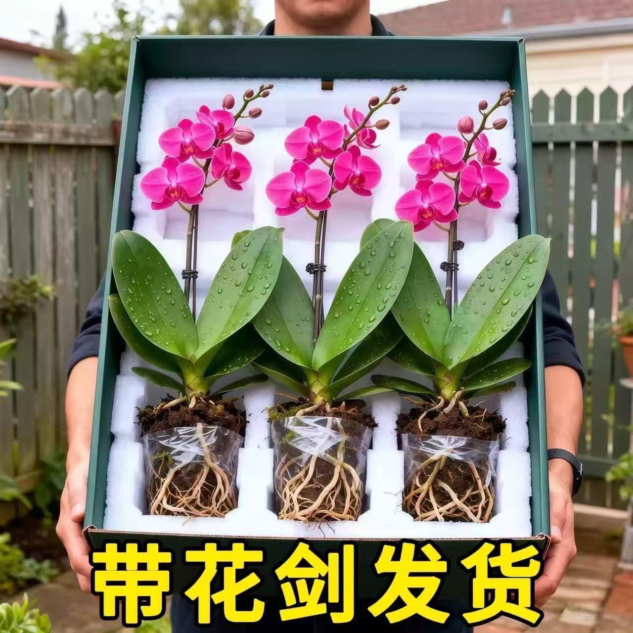 新款大花蝴蝶兰花苗盆栽