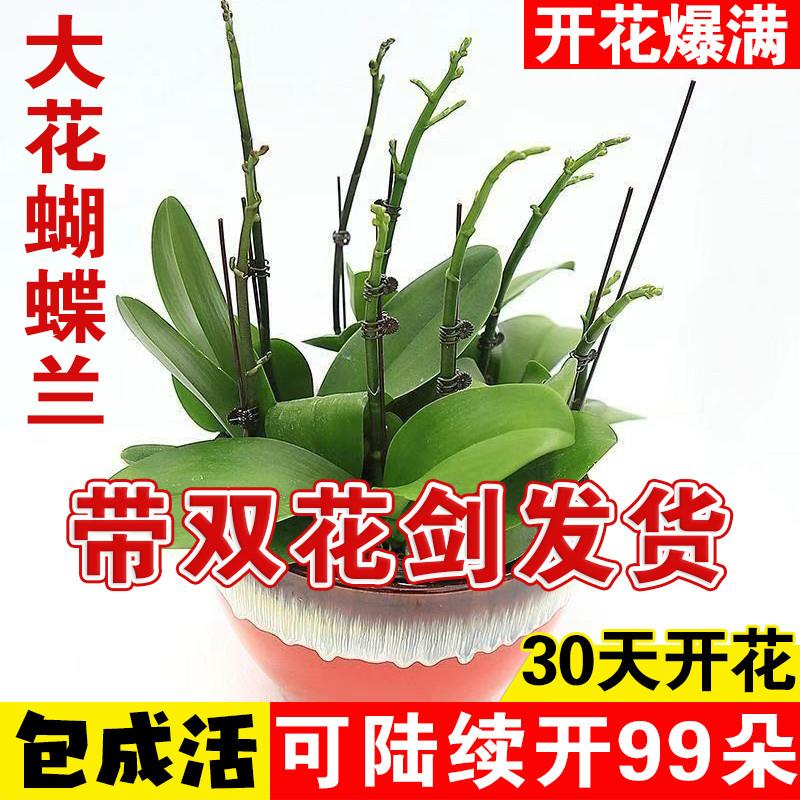 蝴蝶兰开花室内四季(清仓