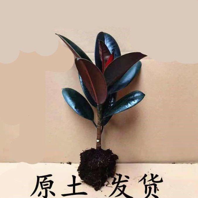 黑金刚橡皮树盆栽家庭室
