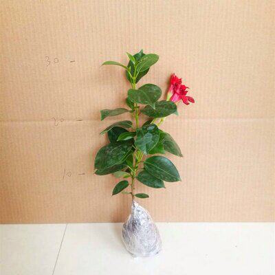 万里飘香藤花 盆栽 四季开花室