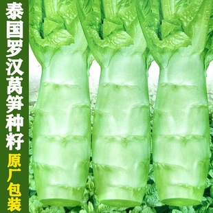【下单立减50】四川罗汉莴笋种籽圆叶粗壮莴苣四季耐热蔬菜种子ZF