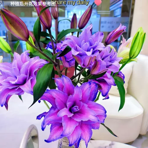 【下单立减50】重瓣香水百合花种球开花室内外盆栽鲜花浓香型香味