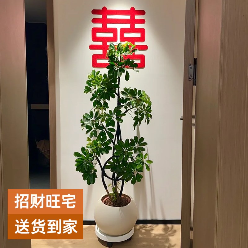 造型鸭脚木客厅大盆栽鸭掌木鹅掌柴室内绿植大型四季常青真花植物