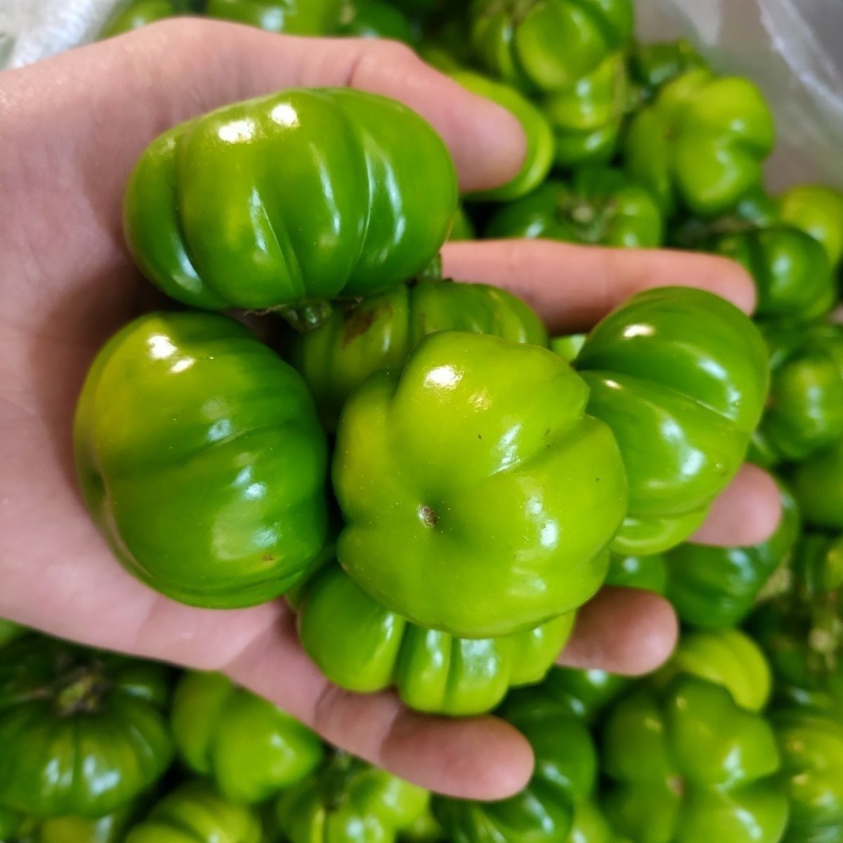 云南德宏现摘大苦子野菜