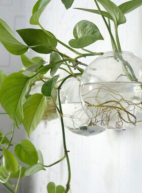 绿萝水培花瓶子富贵竹风透明玻璃花瓶信装饰简约现代壁挂创意客厅