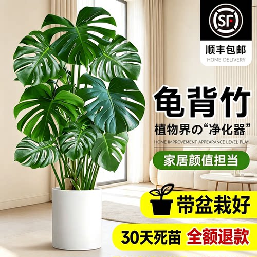 龟背竹客厅大盆栽老桩水培植物