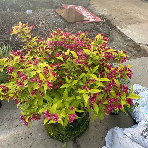 花叶锦带 红王子锦带 花镜植物庭院阳台多年生灌木 观花观叶