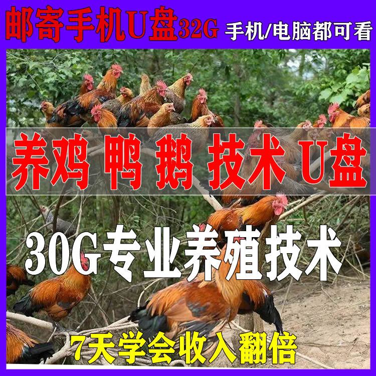 养鸡养鸭养鹅技术U盘视频教程农村创业家禽肉鸡产蛋接种自学优盘