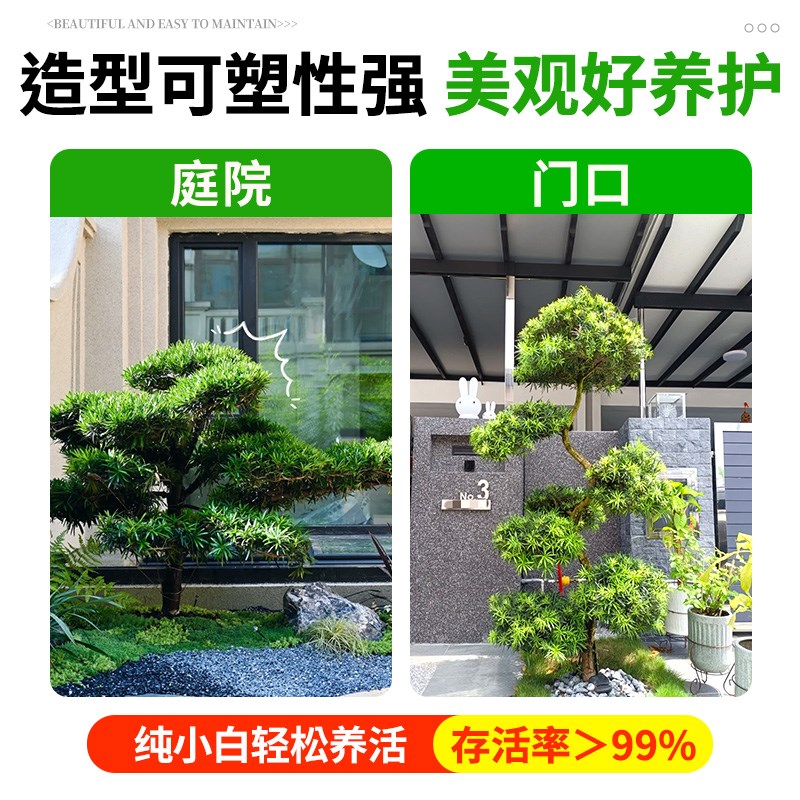 正宗罗汉松树苗盆景小叶雀舌四季常青庭院别墅地栽名贵大树造型树