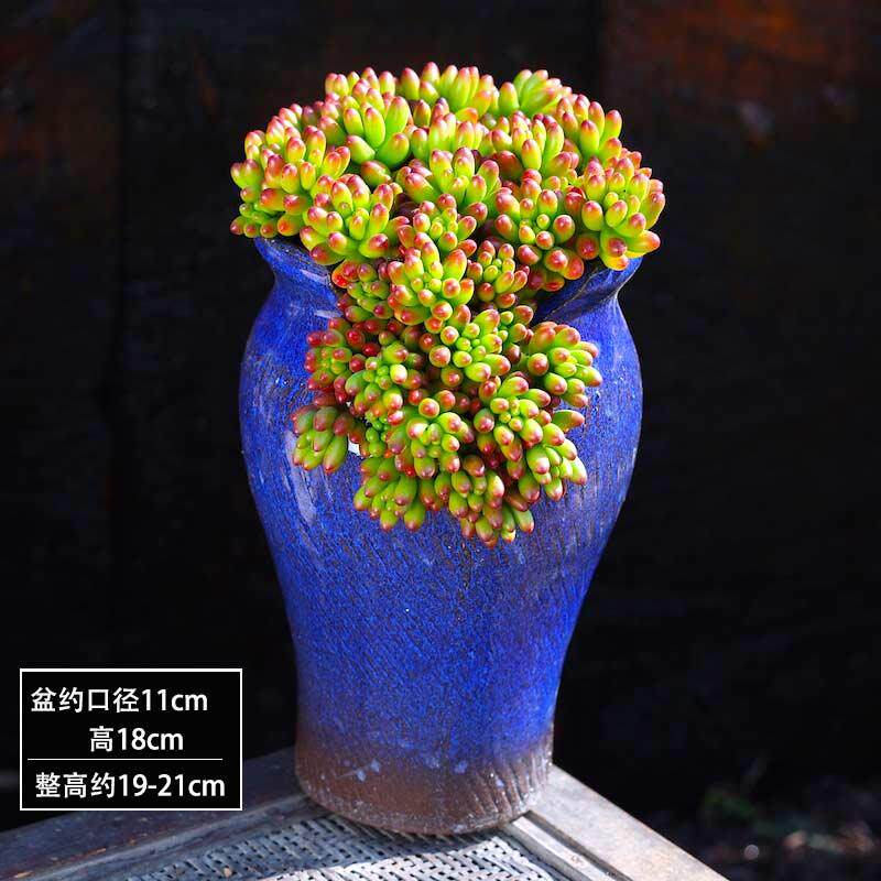 云南多肉植物盆栽虹之玉群生办公多肉植物